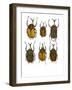 Set of 6 African Flower Beetles Megalorhina-Darrell Gulin-Framed Photographic Print