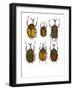 Set of 6 African Flower Beetles Megalorhina-Darrell Gulin-Framed Photographic Print