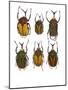 Set of 6 African Flower Beetles Megalorhina-Darrell Gulin-Mounted Photographic Print