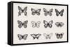 Set of Butterflies. Vector Vintage Classic Illustration. Black and White-Olga Korneeva-Framed Stretched Canvas