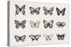 Set of Butterflies. Vector Vintage Classic Illustration. Black and White-Olga Korneeva-Stretched Canvas