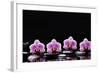 Set of Four Orchid with Therapy Stones-crystalfoto-Framed Photographic Print