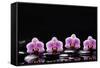 Set of Four Orchid with Therapy Stones-crystalfoto-Framed Stretched Canvas