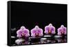 Set of Four Orchid with Therapy Stones-crystalfoto-Framed Stretched Canvas