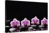Set of Four Orchid with Therapy Stones-crystalfoto-Stretched Canvas