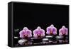 Set of Four Orchid with Therapy Stones-crystalfoto-Framed Stretched Canvas