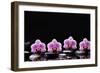 Set of Four Orchid with Therapy Stones-crystalfoto-Framed Photographic Print