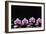 Set of Four Orchid with Therapy Stones-crystalfoto-Framed Photographic Print