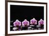 Set of Four Orchid with Therapy Stones-crystalfoto-Framed Photographic Print