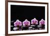 Set of Four Orchid with Therapy Stones-crystalfoto-Framed Photographic Print
