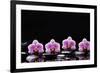 Set of Four Orchid with Therapy Stones-crystalfoto-Framed Photographic Print