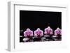 Set of Four Orchid with Therapy Stones-crystalfoto-Framed Photographic Print