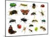 Set of Insects on White-Ale-ks-Mounted Premium Photographic Print