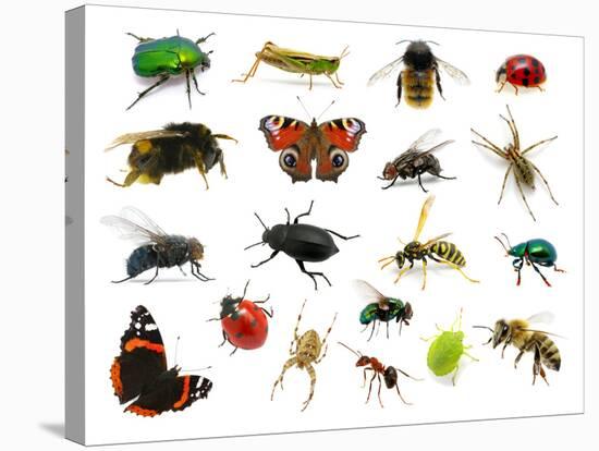 Set of Insects on White-Ale-ks-Stretched Canvas