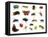 Set of Insects on White-Ale-ks-Framed Stretched Canvas