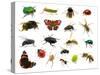 Set of Insects on White-Ale-ks-Stretched Canvas