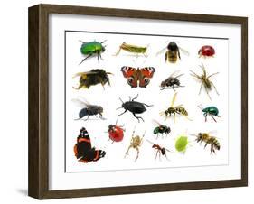 Set of Insects on White-Ale-ks-Framed Photographic Print