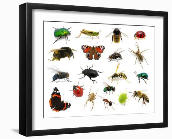 Set of Insects on White-Ale-ks-Framed Photographic Print