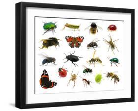 Set of Insects on White-Ale-ks-Framed Photographic Print