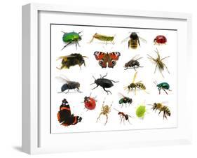 Set of Insects on White-Ale-ks-Framed Photographic Print