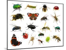Set of Insects on White-Ale-ks-Mounted Photographic Print