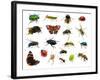 Set of Insects on White-Ale-ks-Framed Photographic Print