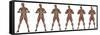 Set of Six Men Showing Progression to Become a Muscular Man-null-Framed Stretched Canvas