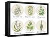 Set of Spices, Medicinal Herbs and Officinale Healing Plants Icons. Hand Drawn Illustrations. Botan-HappiestSimm-Framed Stretched Canvas