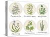 Set of Spices, Medicinal Herbs and Officinale Healing Plants Icons. Hand Drawn Illustrations. Botan-HappiestSimm-Stretched Canvas