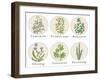 Set of Spices, Medicinal Herbs and Officinale Healing Plants Icons. Hand Drawn Illustrations. Botan-HappiestSimm-Framed Art Print