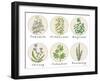 Set of Spices, Medicinal Herbs and Officinale Healing Plants Icons. Hand Drawn Illustrations. Botan-HappiestSimm-Framed Art Print