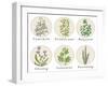 Set of Spices, Medicinal Herbs and Officinale Healing Plants Icons. Hand Drawn Illustrations. Botan-HappiestSimm-Framed Art Print