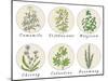 Set of Spices, Medicinal Herbs and Officinale Healing Plants Icons. Hand Drawn Illustrations. Botan-HappiestSimm-Mounted Art Print