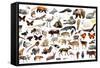 Set of Various Asian Isolated Wild Animals including Birds, Mammals, Reptiles and Insects-Iakov Filimonov-Framed Stretched Canvas