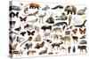 Set of Various Asian Isolated Wild Animals including Birds, Mammals, Reptiles and Insects-Iakov Filimonov-Stretched Canvas