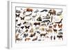 Set of Various Asian Isolated Wild Animals including Birds, Mammals, Reptiles and Insects-Iakov Filimonov-Framed Photographic Print