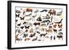 Set of Various Asian Isolated Wild Animals including Birds, Mammals, Reptiles and Insects-Iakov Filimonov-Framed Photographic Print