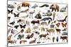 Set of Various Asian Isolated Wild Animals including Birds, Mammals, Reptiles and Insects-Iakov Filimonov-Mounted Photographic Print