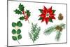 Set of Winter Plants. Merry Christmas and Happy New Year Decoration. Holiday Design.-incomible-Mounted Photographic Print