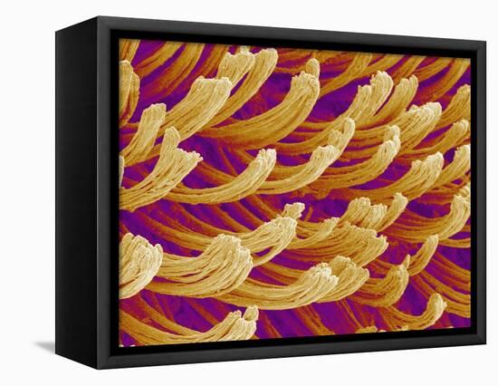 Setae on Gecko Foot-Micro Discovery-Framed Stretched Canvas