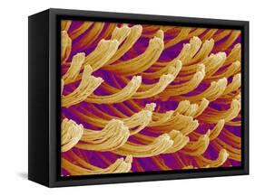 Setae on Gecko Foot-Micro Discovery-Framed Stretched Canvas