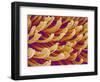 Setae on Gecko Foot-Micro Discovery-Framed Photographic Print