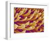 Setae on Gecko Foot-Micro Discovery-Framed Photographic Print