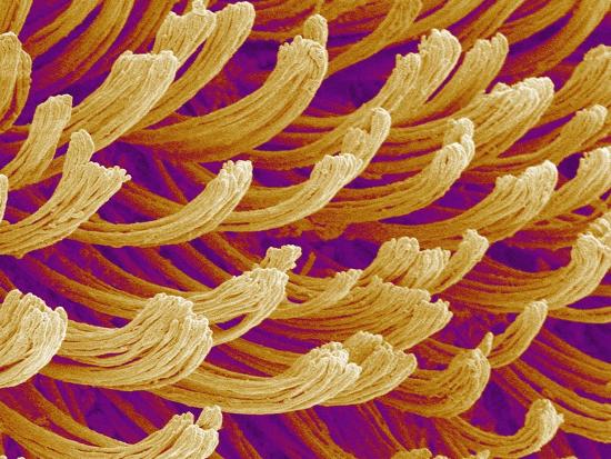 'Setae on Gecko Foot' Photographic Print - Micro Discovery | AllPosters.com