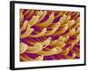 Setae on Gecko Foot-Micro Discovery-Framed Photographic Print