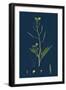 Setaria Viridis; Green Bristle-Grass-null-Framed Giclee Print