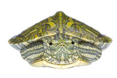 Red-Eared Slider (Trachemys Scripta Elegans) Juvenile Viewed From Above-Seth Patterson-Framed Photographic Print