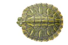 Red-Eared Slider (Trachemys Scripta Elegans) Juvenile Portrait-Seth Patterson-Photographic Print