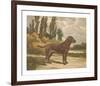 Setter Stance-Reuben Ward Binks-Framed Premium Giclee Print