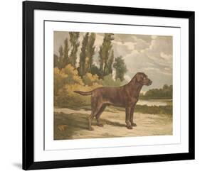 Setter Stance-Reuben Ward Binks-Framed Premium Giclee Print